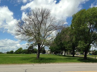 Emerald ash borers are already predicted to kill all ash trees in more than 6,000 urban areas.