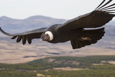 At 33 pounds, Andean condors are the heaviest soaring birds on Earth, but a new study finds they can stay airborne for up to five hours at a time without flapping at all.