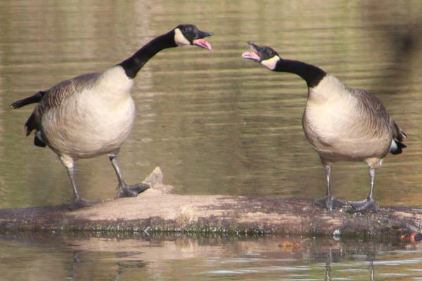 Opinionated Geese thumbnail