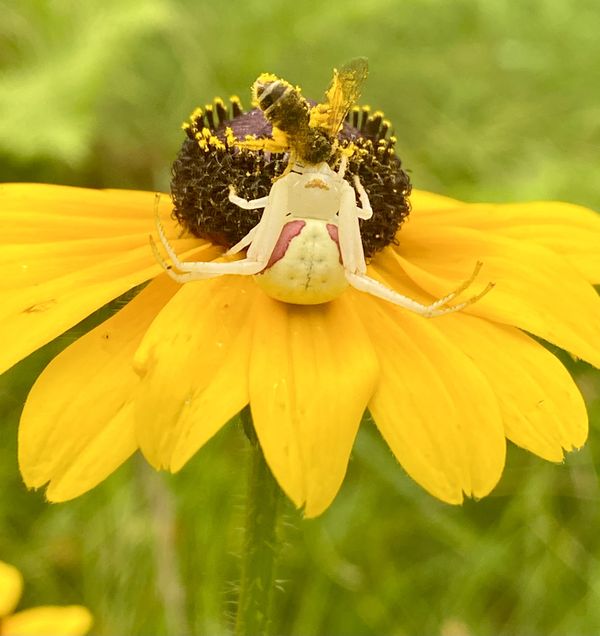 A crab spider captures a honeybee thumbnail