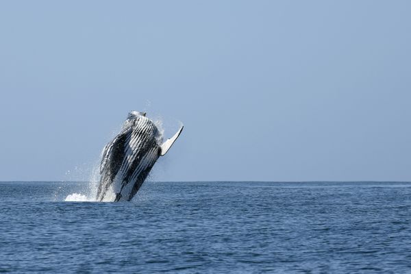 BREACH - A humpback whale during the Southern Migration thumbnail