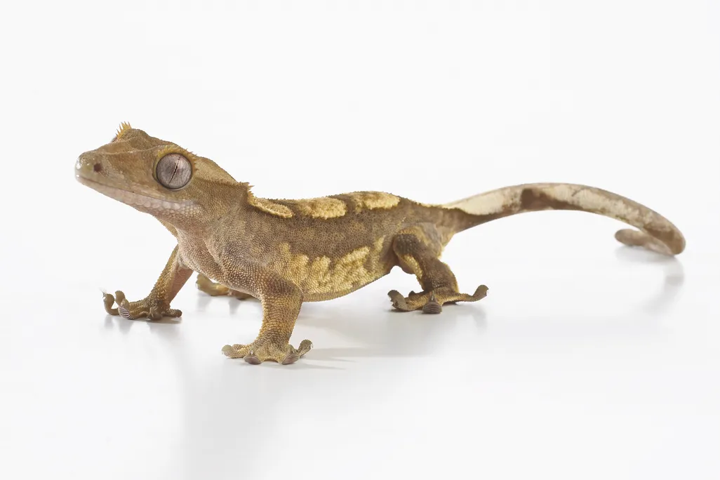 gecko