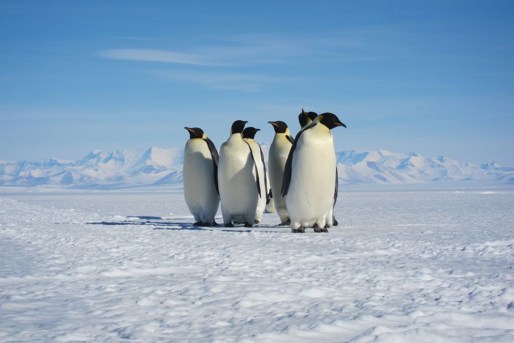 01_09_2014_penguins.jpg