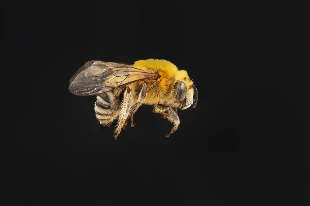 A female squash bee, a specialist that pollinates only the flowers of squashes, pumpkins and gourds.