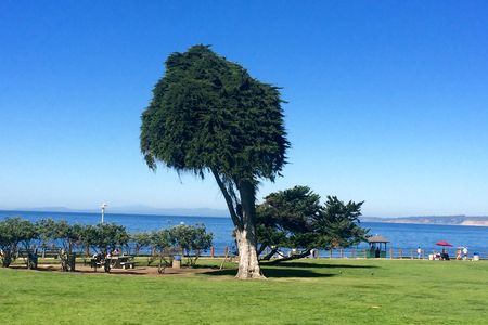 The lone Lorax tree in Scripps Park, La Jolla.