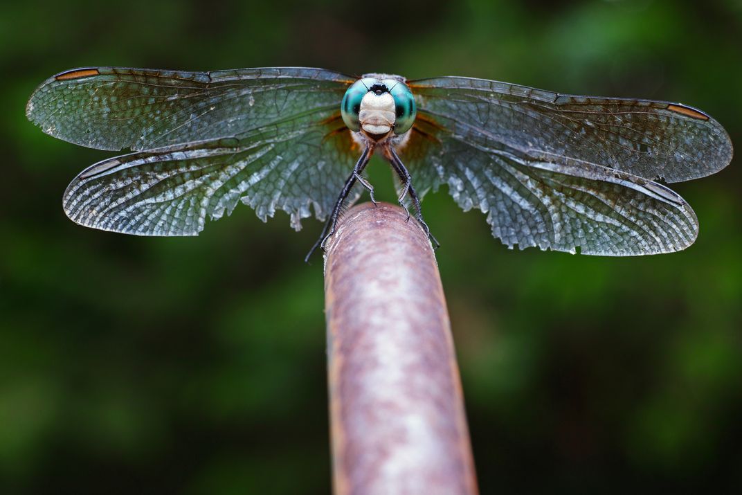 Dragonfly Close Up Smithsonian Photo Contest Smithsonian Magazine 