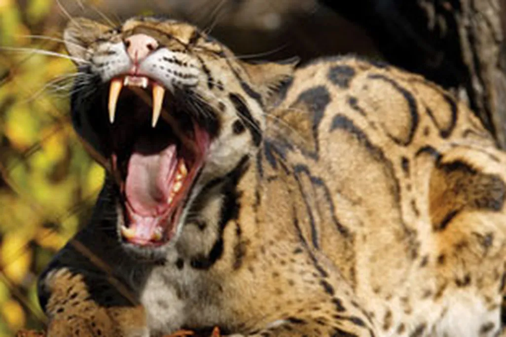 Clouded leopard