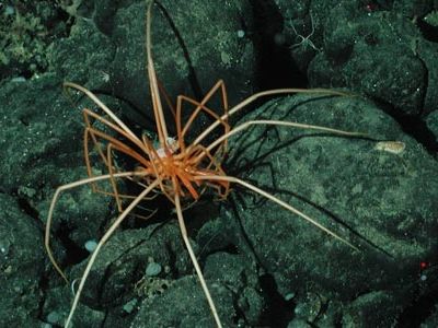 Sea spiders (pycnogonids) were found on the slope and base habitats of Davidson Seamount, California.