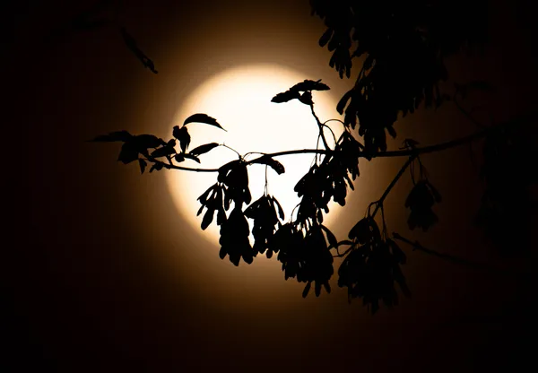 The image captures a stunning view of a yellow moon against a dark night sky. thumbnail