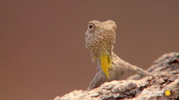Preview thumbnail for Why Is This Lizard Doing Push-Ups?