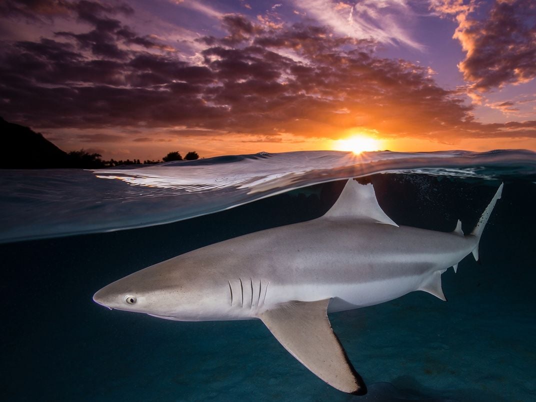 A black tip reef shark below the surface at sunset