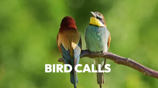 Preview thumbnail for 7 Weirdest Bird Calls