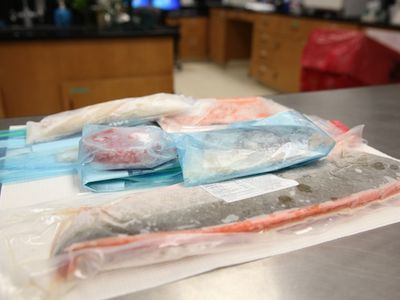 Frozen seafood in the lab, ready for DNA testing.