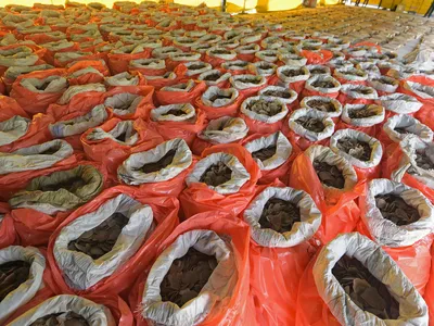 Photo shows seized pangolin scales and elephant ivory in Singapore this July

