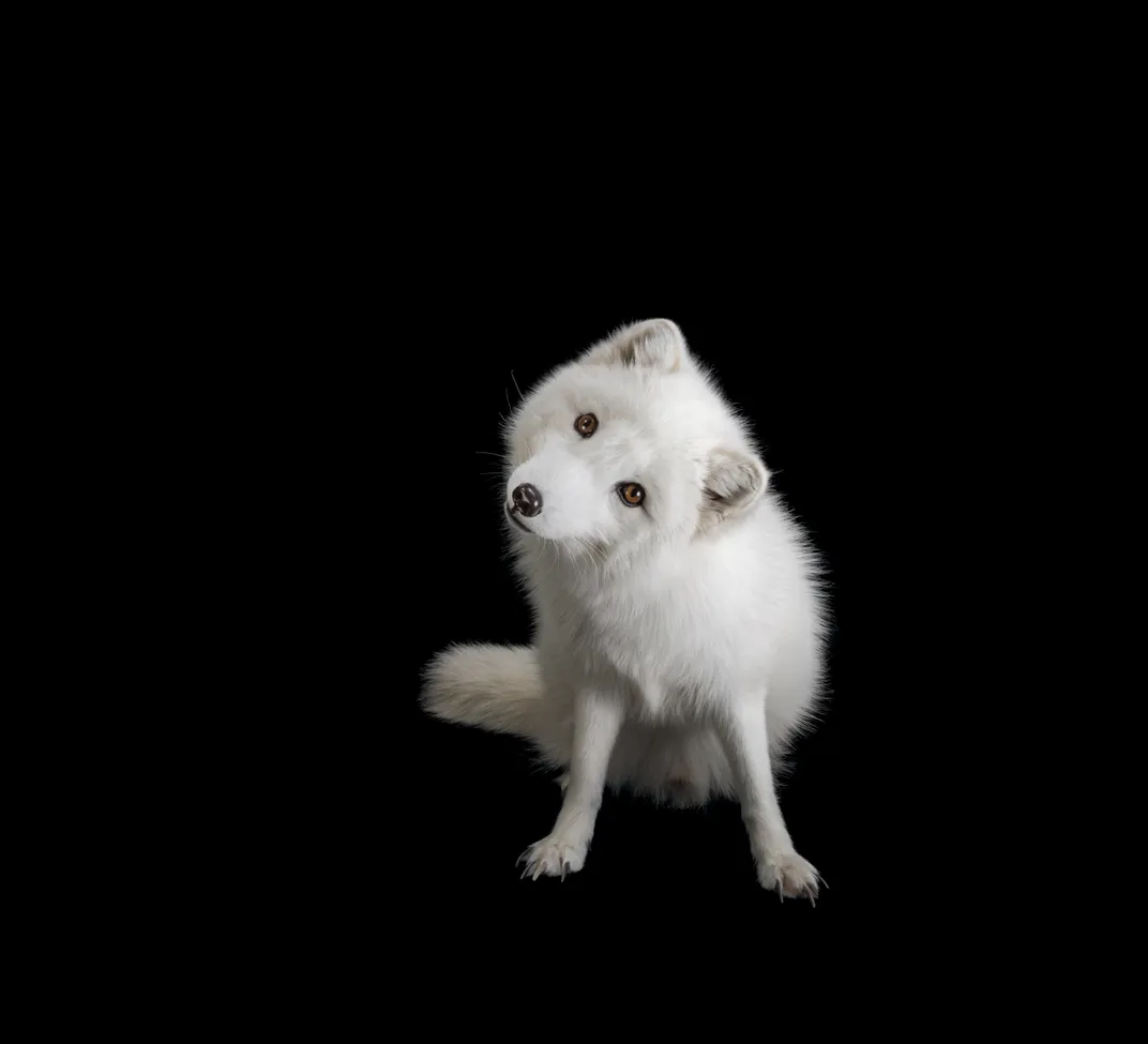 an Arctic fox tilts its head to the side and looks into the camera