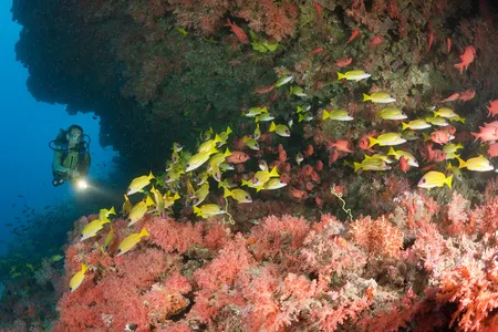 A scuba diver encounters fish swimming around a reef in the Maldives.