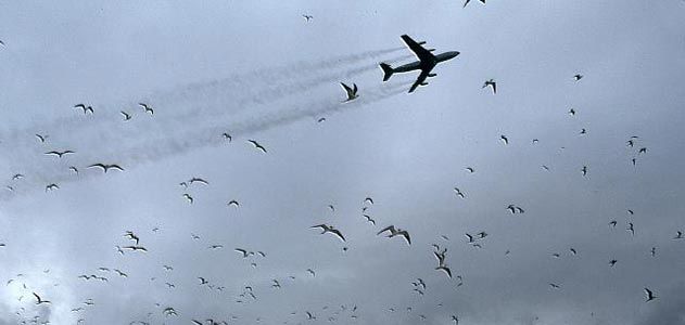 A Boeing 707 disturbs a colony of sooty terns during takeoff