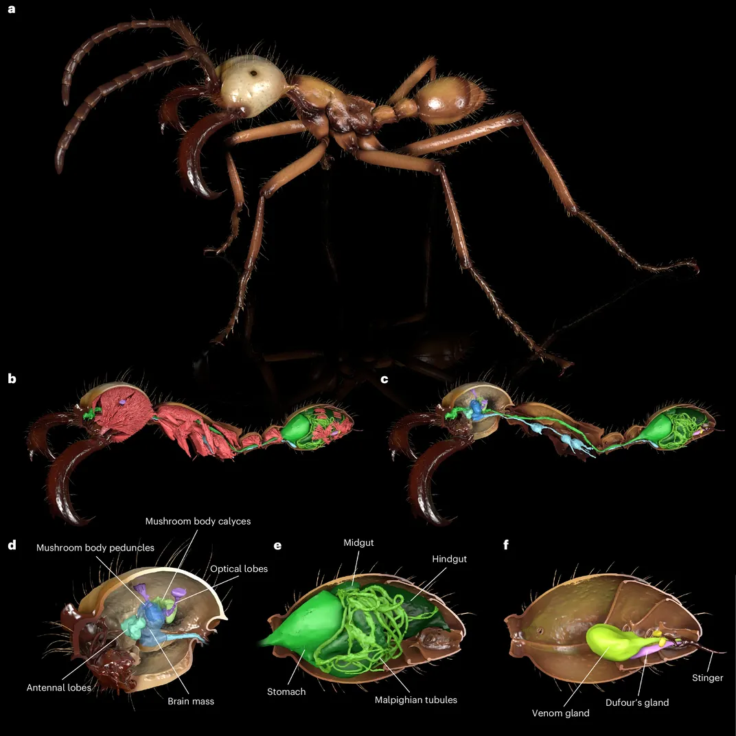 These Stunningly Detailed 3D Images of Ants Showcase the Remarkable  Diversity Across Their Species