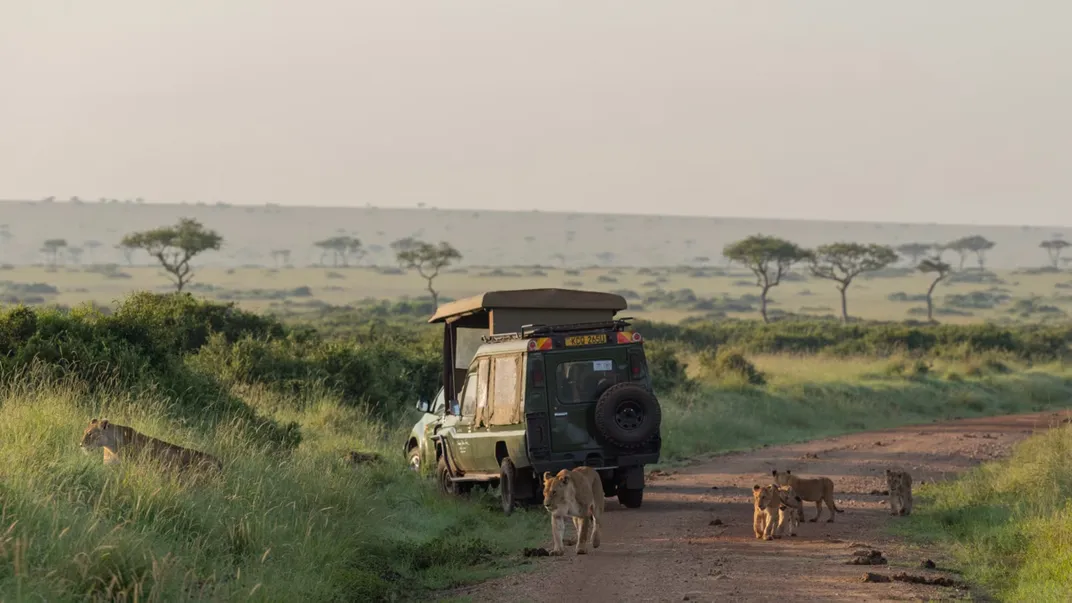 Lions and cubs in Kenya's Masai Mara