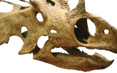 The skull of Utahceratops, one of the unusual dinosaurs from southern Utah