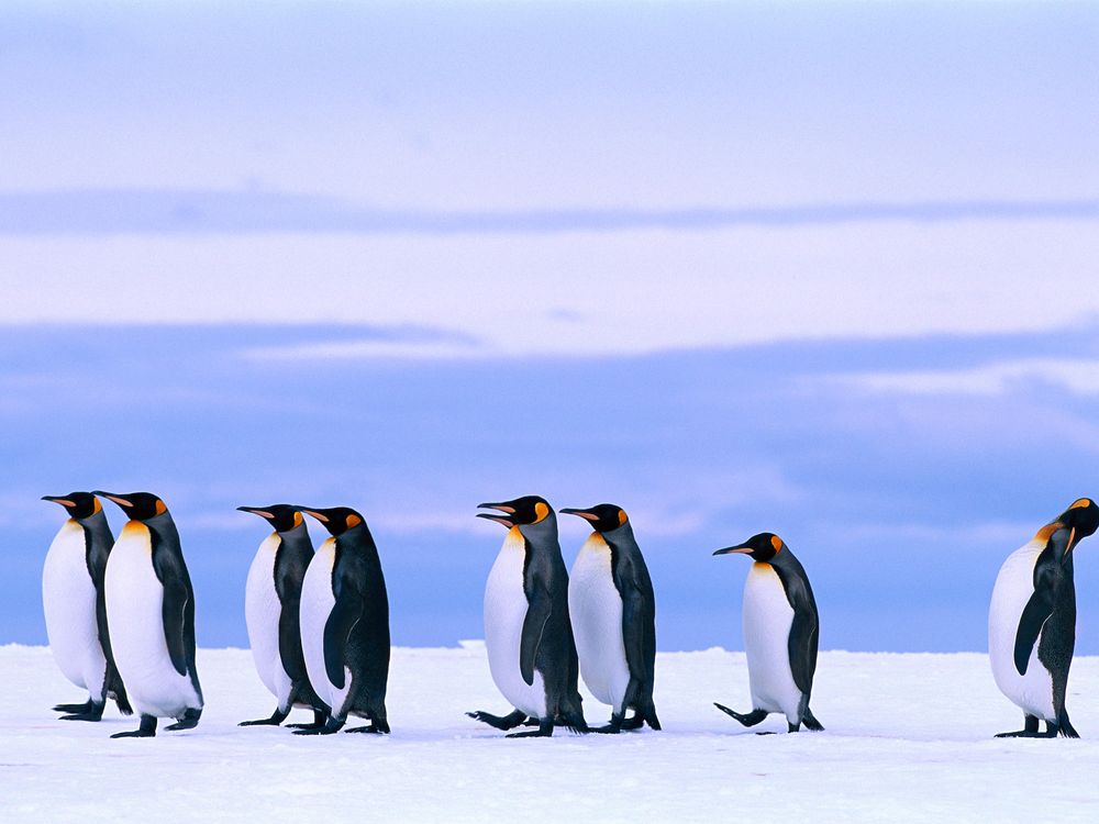 penguins