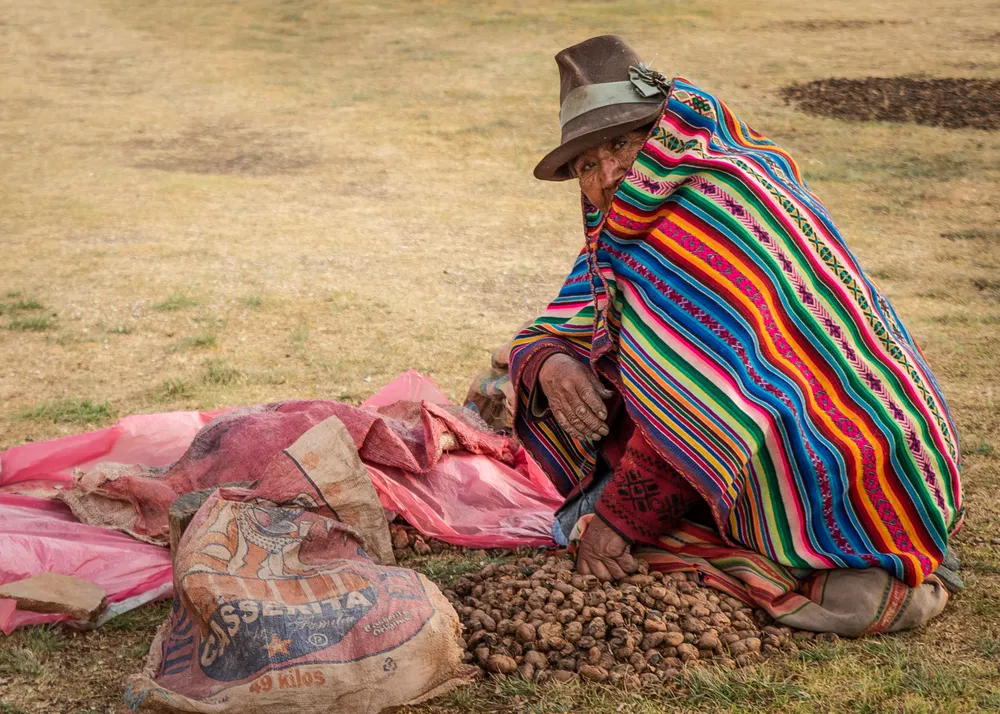 A Peruvian woman peeling beans or nuts takes a break and looks up from her work.