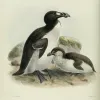 When the Last of the Great Auks Died, It Was by the Crush of a Fisherman's Boot icon