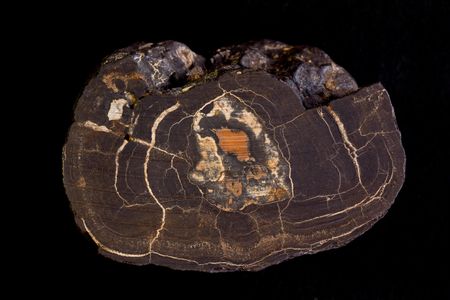 A cross section of a polymetalic deep sea nodule of manganese and cobalt discovered on a previous expedition.