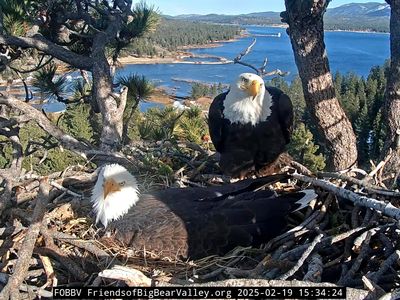 Shadow (left) and Jackie (right) are incubating three eggs for the second year in a row. Their nest is perched 145 feet off the ground in a Jeffrey pine near Big Bear Lake in Southern California.