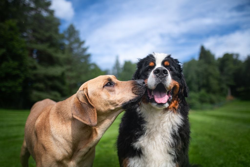 Two dogs standing in grass, one sniffing the face of the other