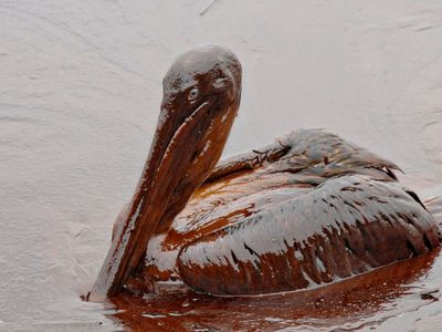 After the Deepwater Horizon oil blowout in 2010, rescuers rushed to save birds, like this pelican. In the end, it didn’t really matter, most birds died. 