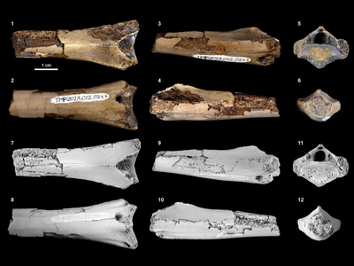 Images and schematic line drawings of the recently discovered neck vertebra of&nbsp;Cryodrakon boreas&nbsp;that bears a puncture mark, presumably from a predator or scavenger.