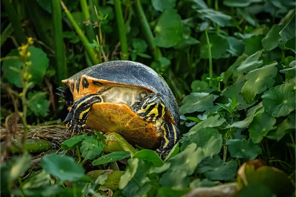 Florida Red-bellied Cooter 1 thumbnail