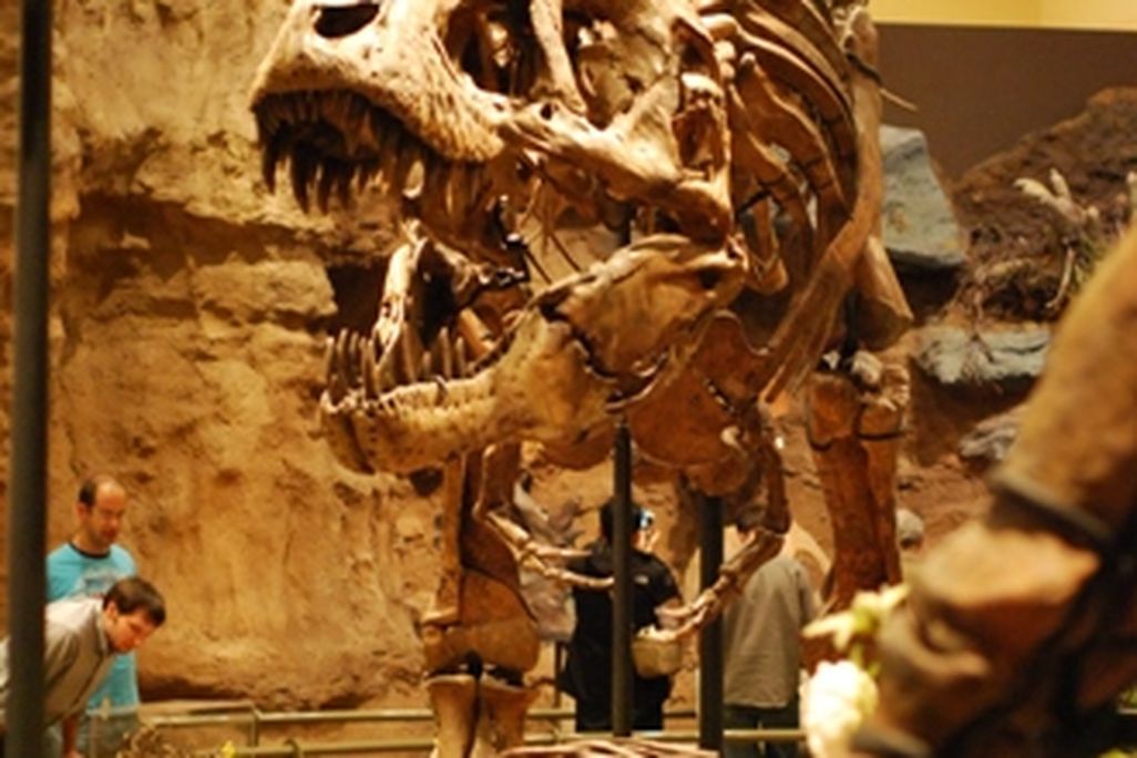 20110520083322carnegie-tyrannosaurus.jpg