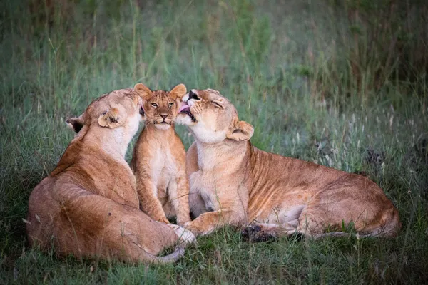 Two lionesses groom one of their cubs thumbnail