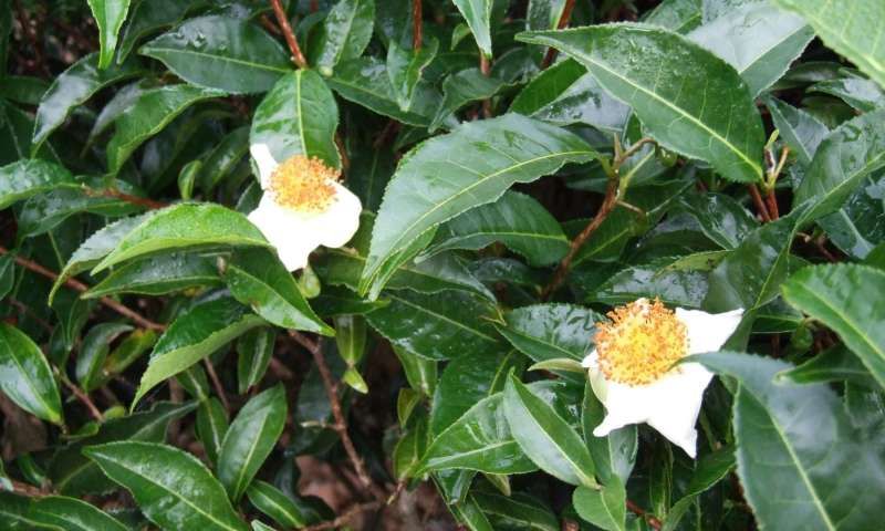 Tea Leaves