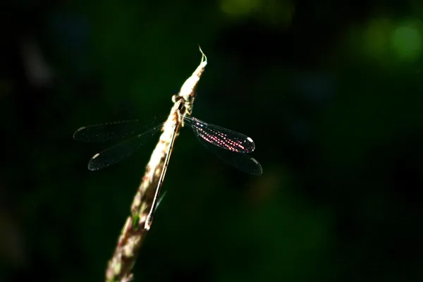 Spreadwing Damselfly Reflecting Red thumbnail