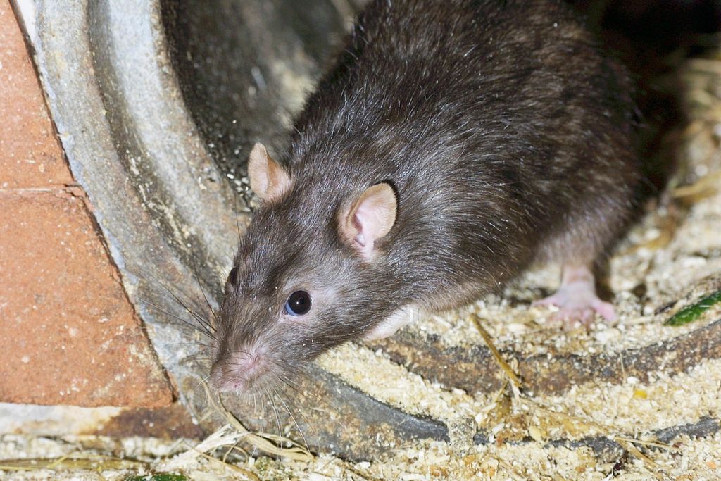 rat