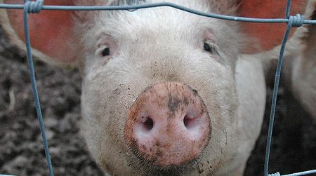 Pigs were domesticated in several different regions of the world.