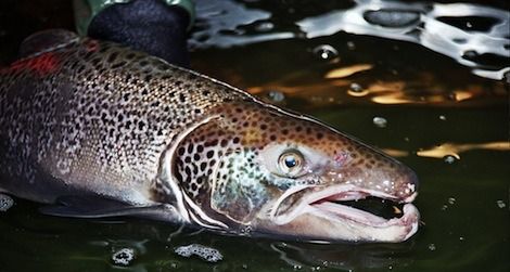 A male Atlantic salmon