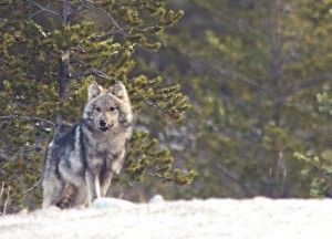 20110520104108quebecwolf-300x216.jpg