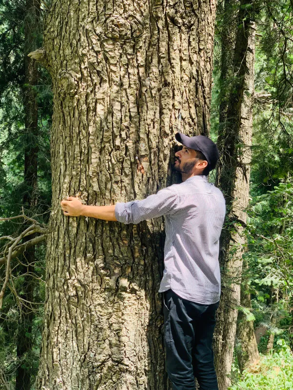 Caring Trees thumbnail