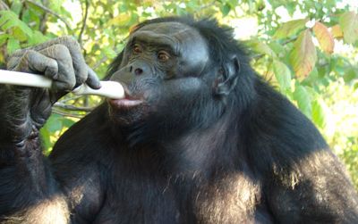 Kanzi the bonobo is quite the musician