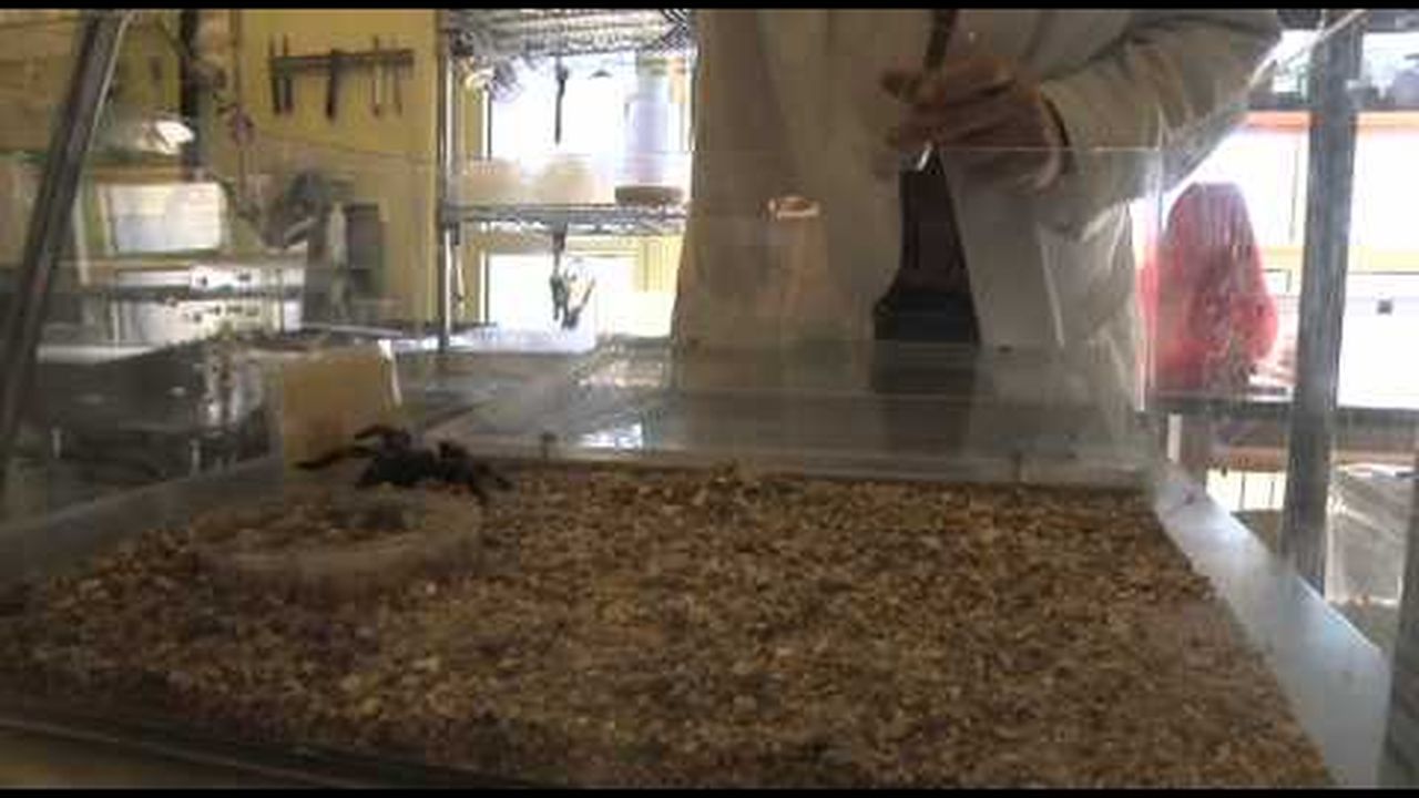 Preview thumbnail for Tarantula Attack