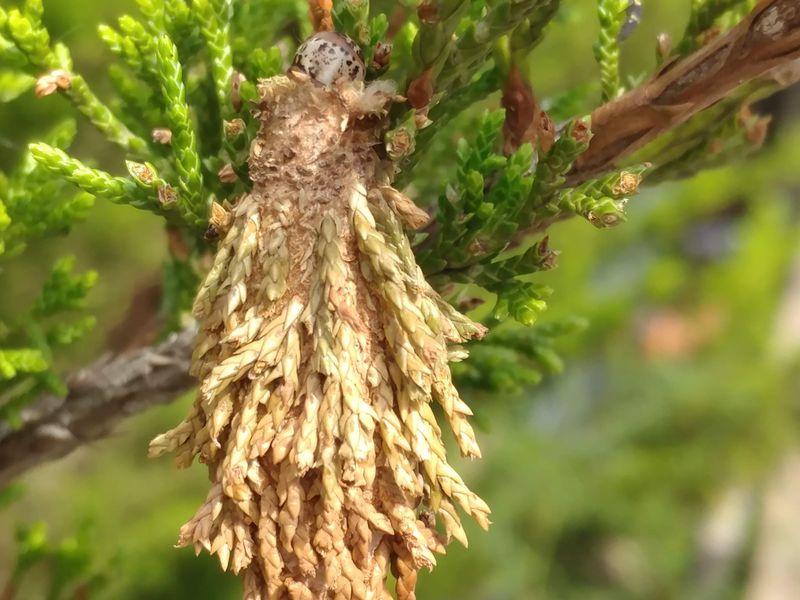 Evergreen Bagworm Smithsonian Photo Contest Smithsonian Magazine