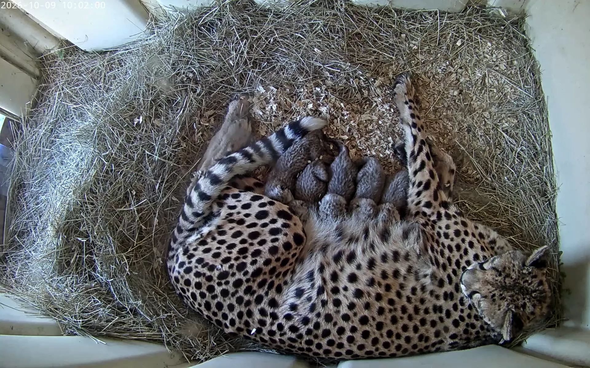 The Smithsonian's Cheetah Cub Cam Returns—With Five Adorable Reasons to ...
