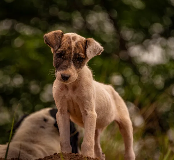 Innocence Amidst the Green thumbnail