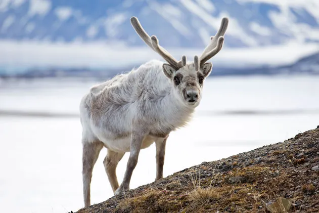 Reindeer