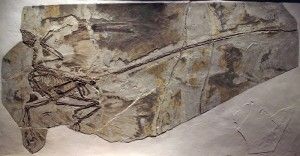 20110520083206800px-MicroraptorGui-PaleozoologicalMuseumOfChina-May23-08-300x156.jpg