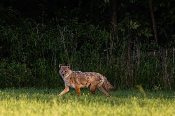 A coyote catches something in his sights.  thumbnail